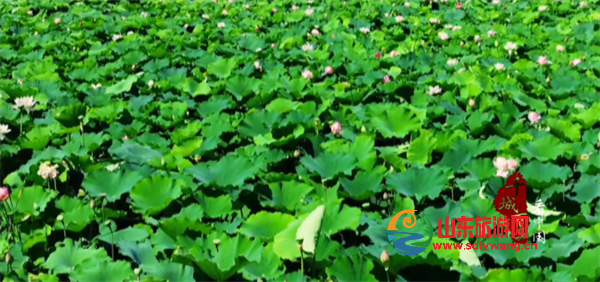 屏幕截图 2024-10-10 114800.png